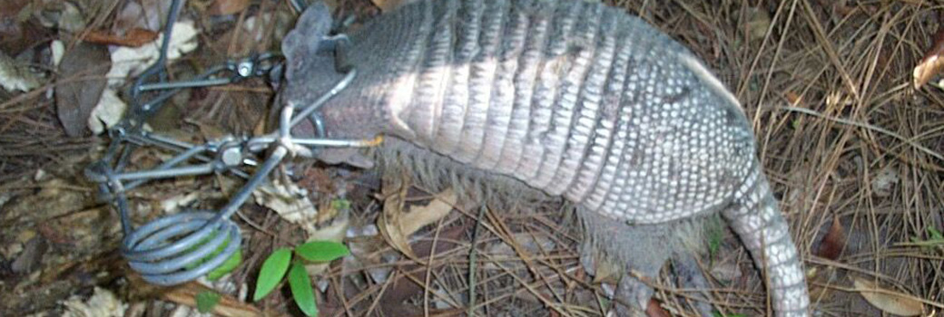 Armadillo trapping: how to trap an armadillo